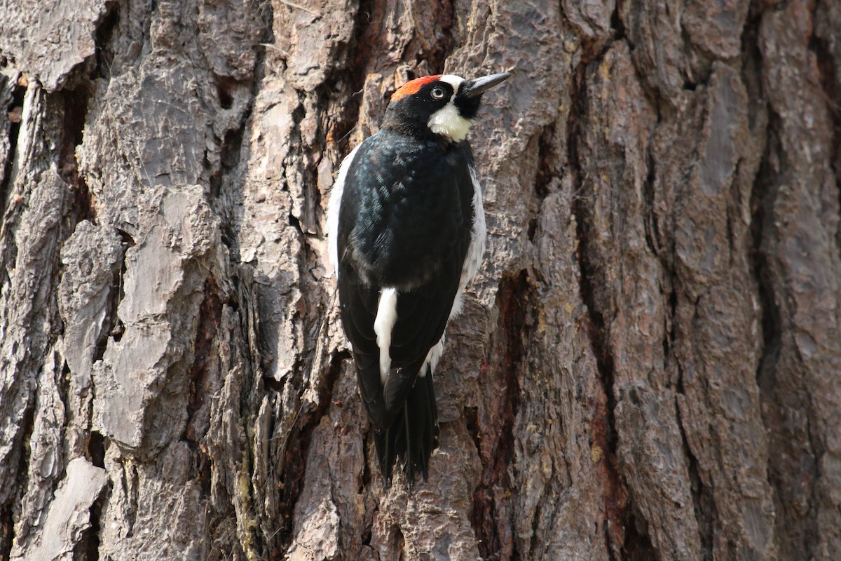 Acorn Woodpecker - ML621466925