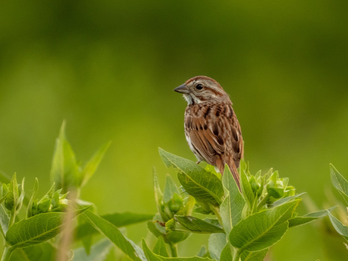 Song Sparrow - ML621466926