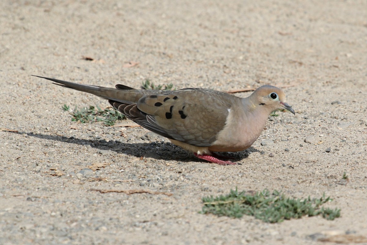 Mourning Dove - Jamie Chavez