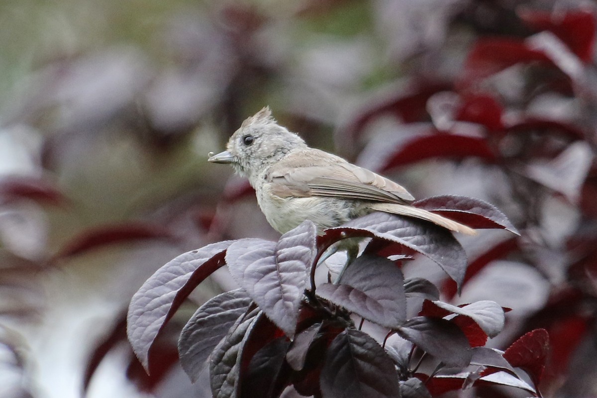 Oak Titmouse - ML621466933