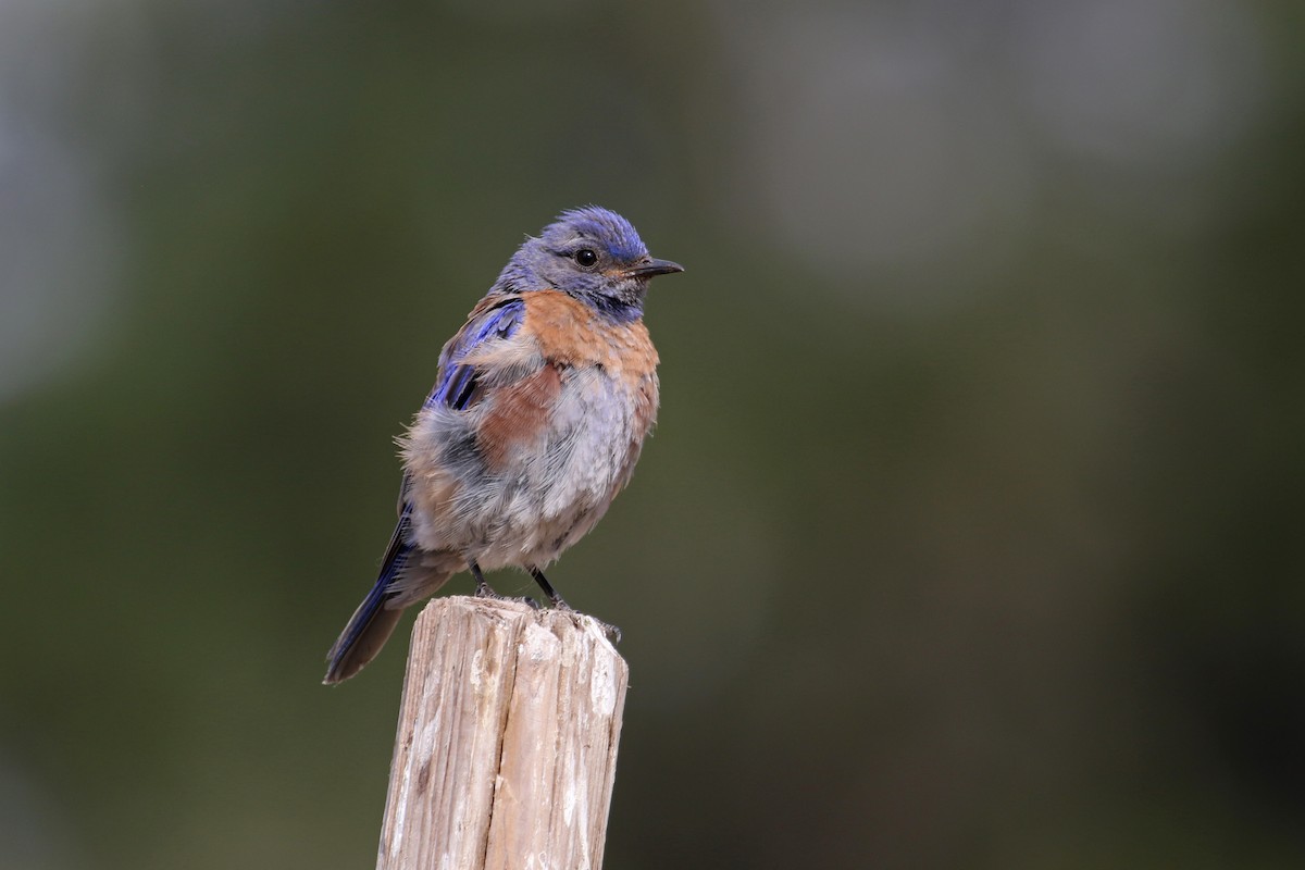 Western Bluebird - ML621466935