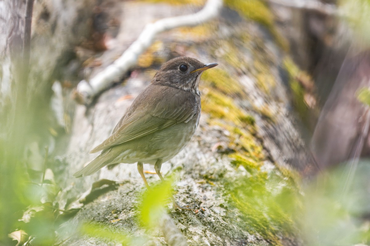 Gray-cheeked Thrush - ML621467117