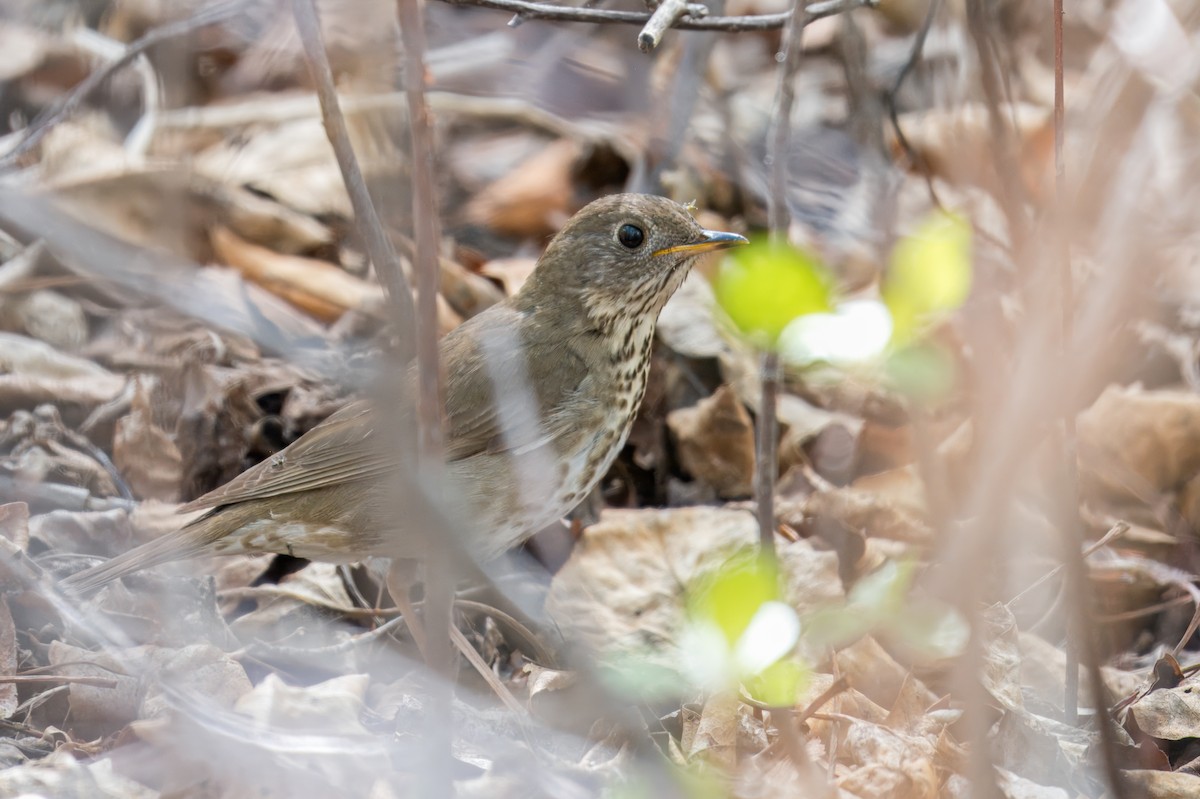 Gray-cheeked Thrush - ML621467118