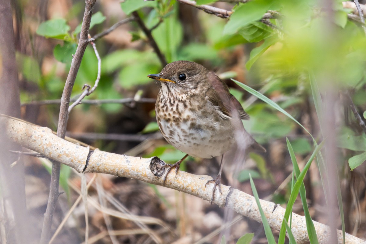 Gray-cheeked Thrush - ML621467119