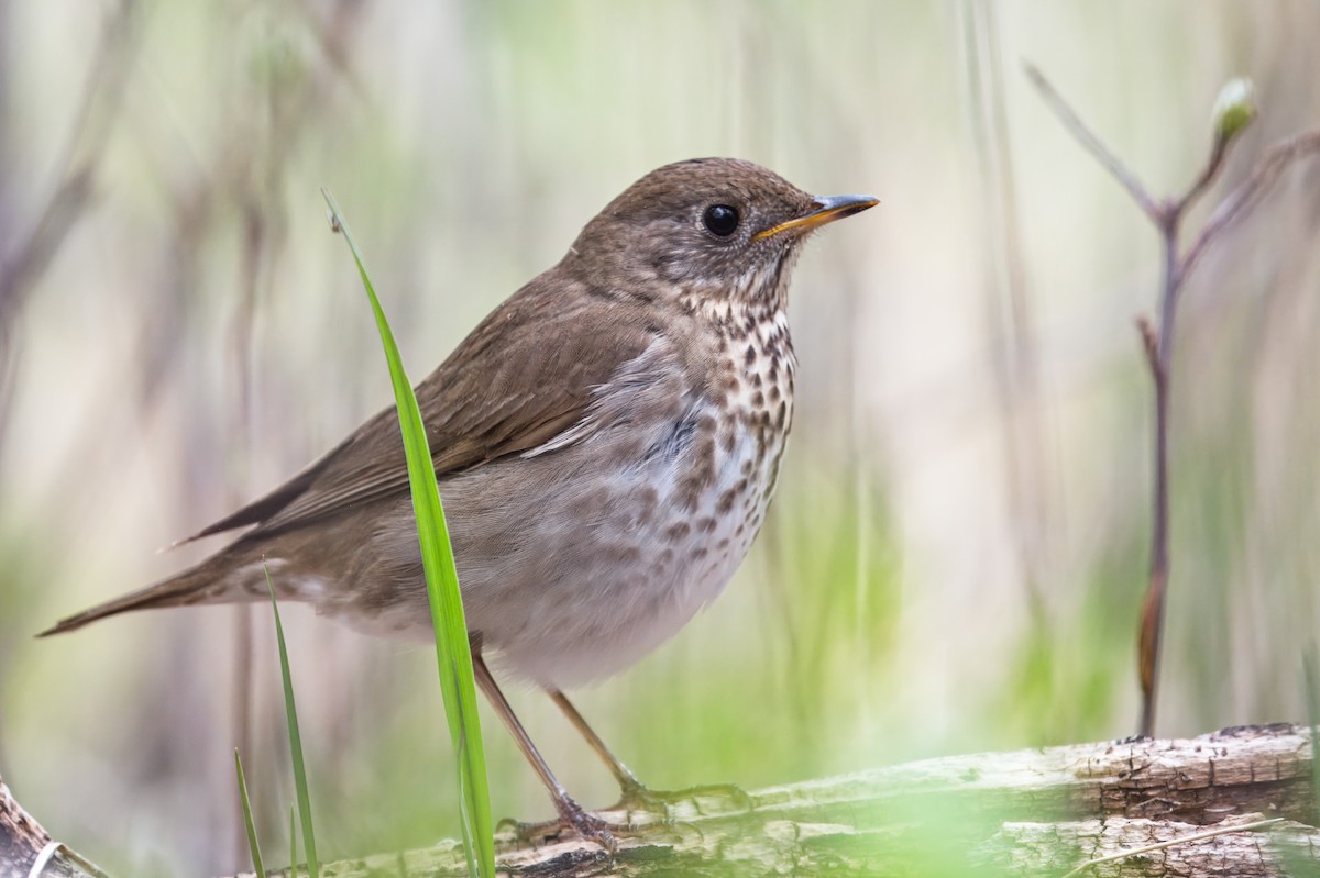 Gray-cheeked Thrush - ML621467122