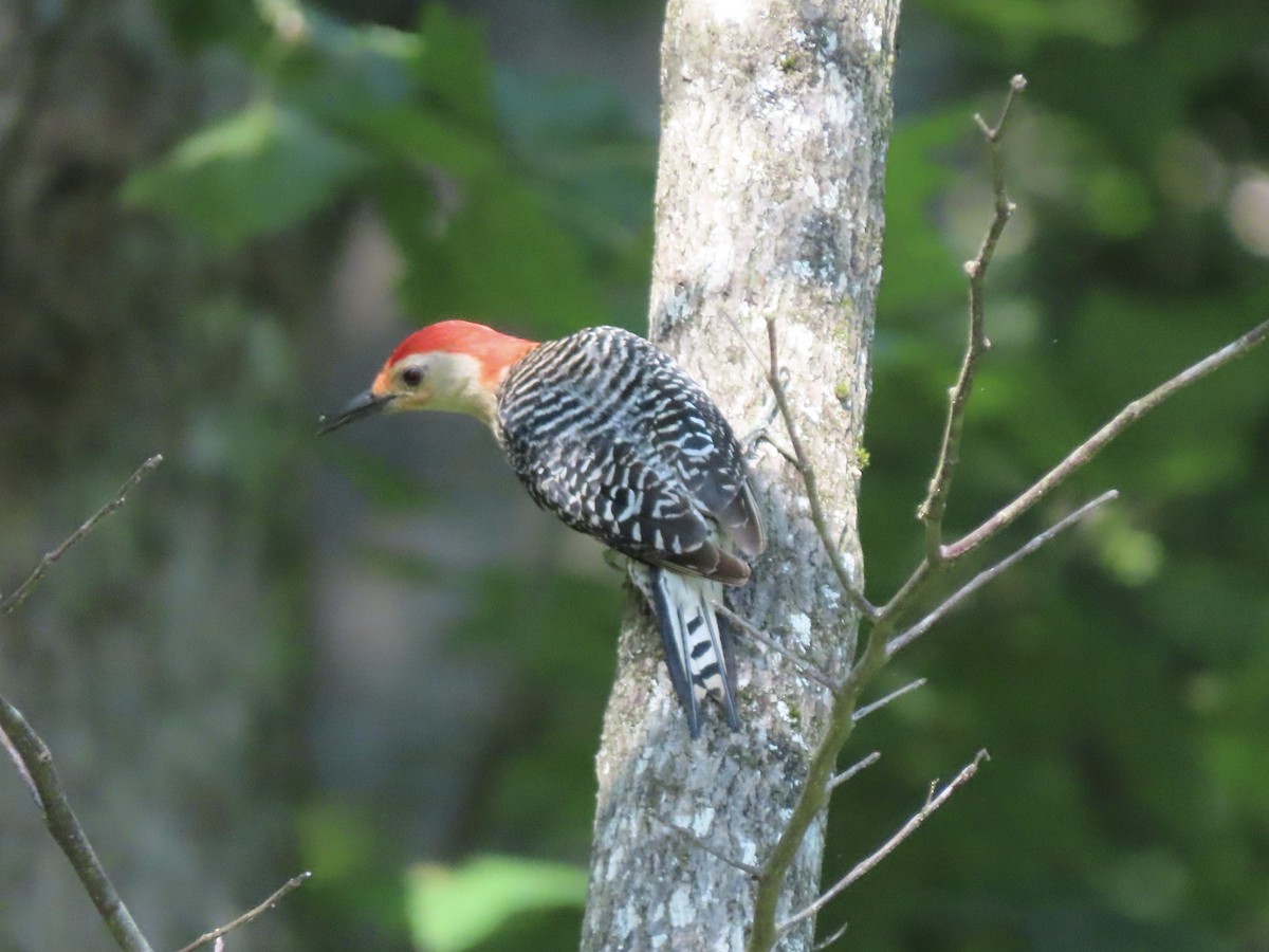 Red-bellied Woodpecker - ML621467151