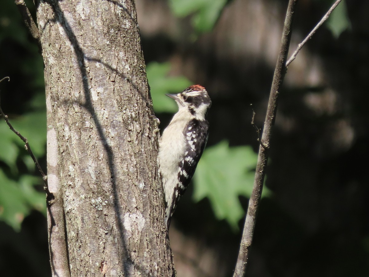 Downy Woodpecker - ML621467158