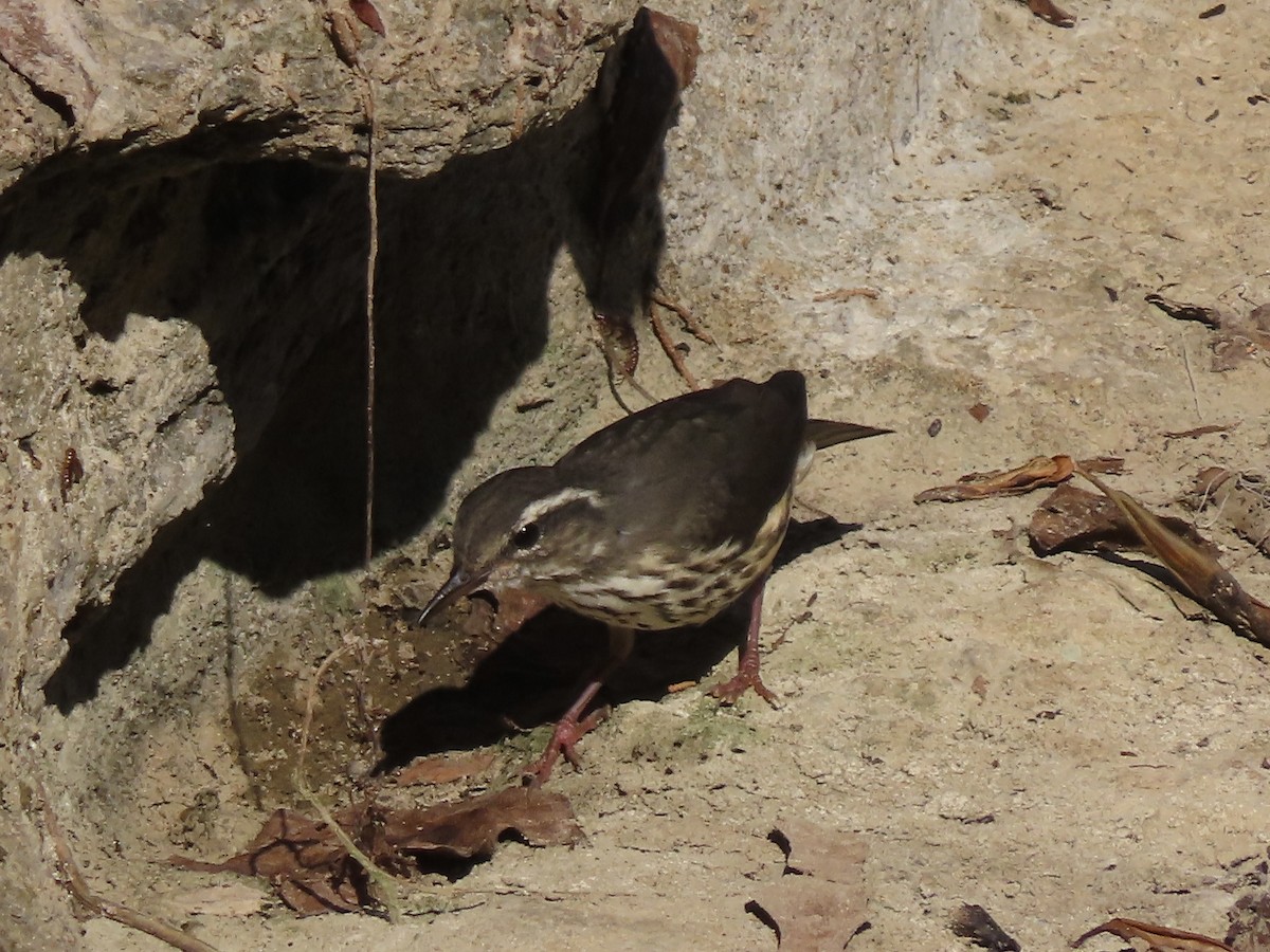 Louisiana Waterthrush - ML621467164