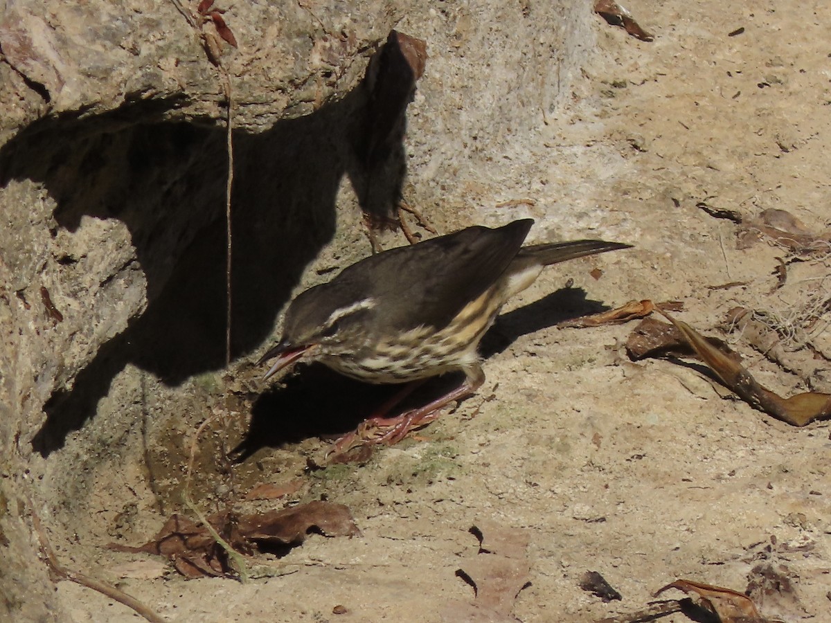 Louisiana Waterthrush - ML621467165