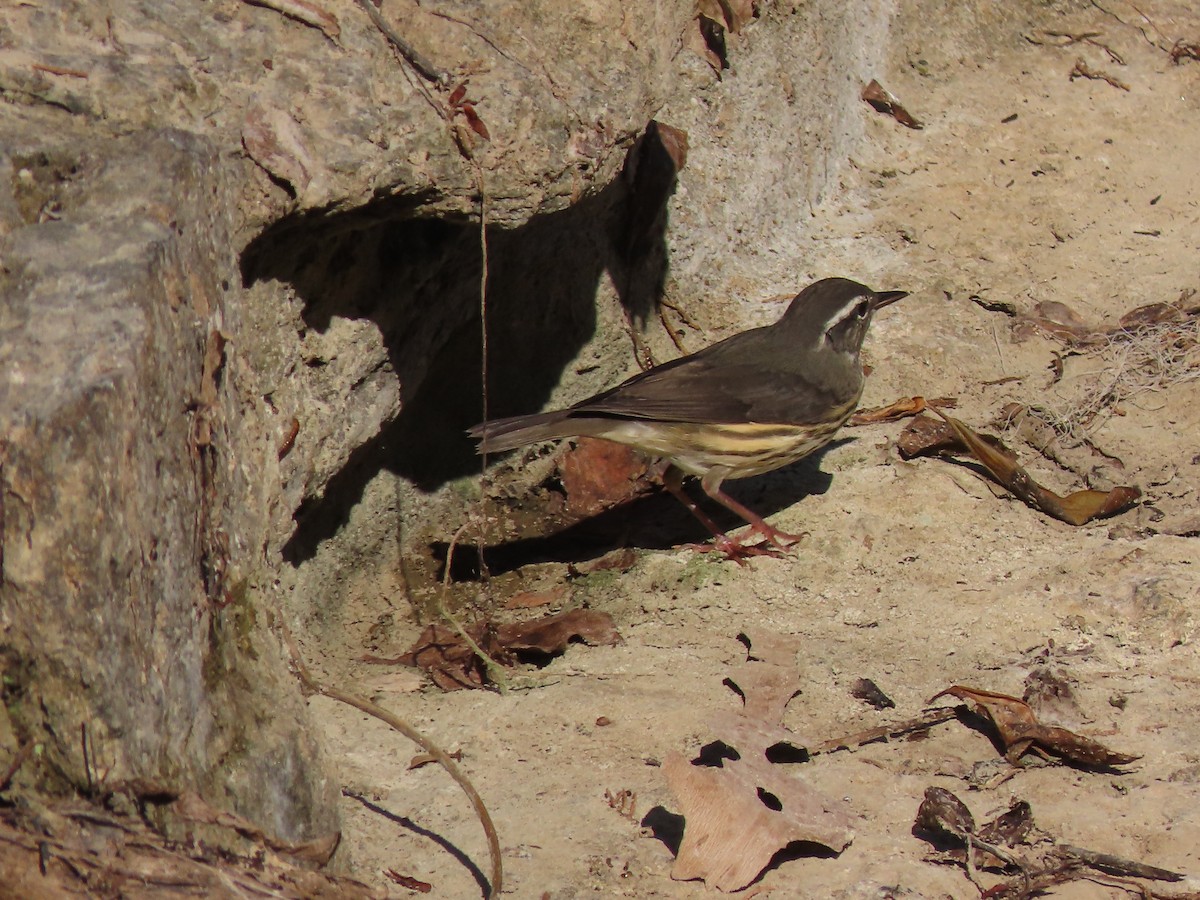 Louisiana Waterthrush - ML621467166