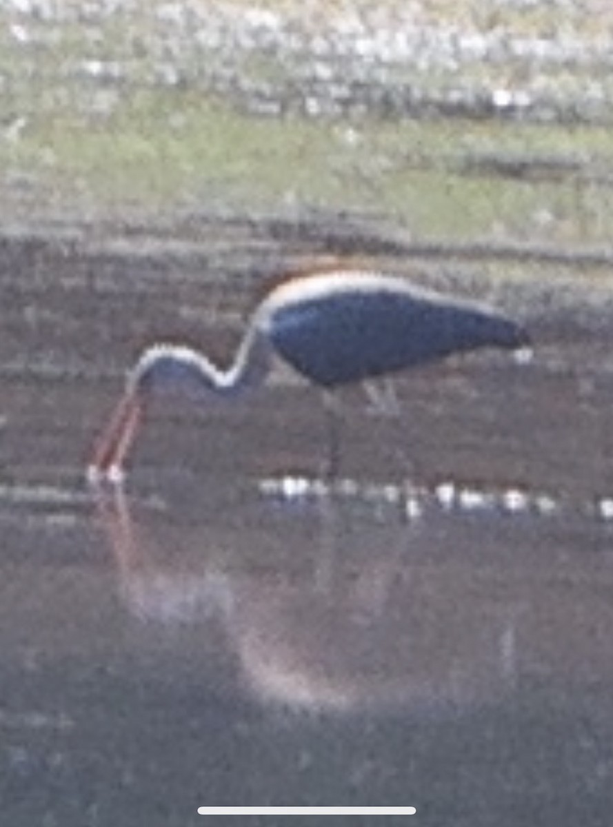 White Ibis - ML621467213