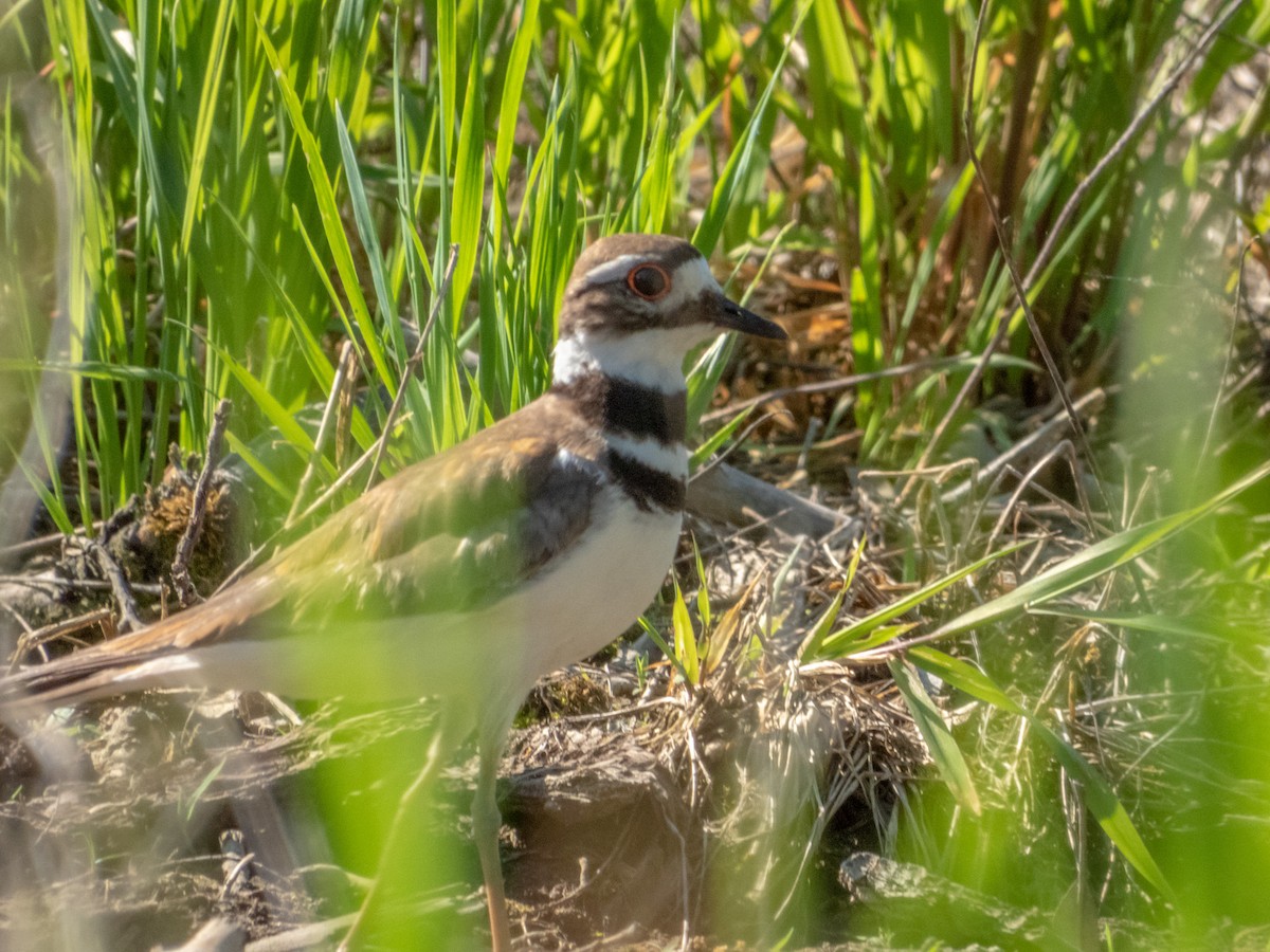 Killdeer - ML621467343