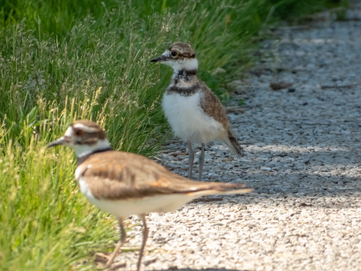 Killdeer - ML621467344