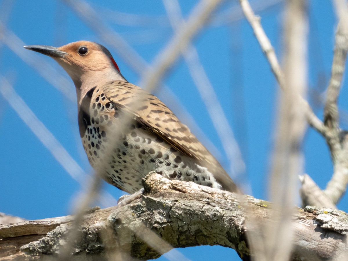 Northern Flicker - ML621467355