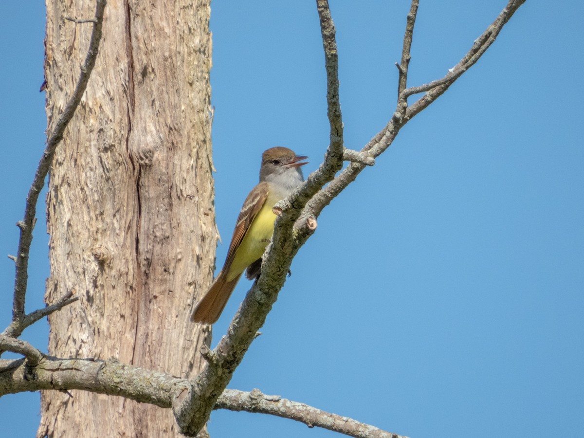 Great Crested Flycatcher - ML621467359