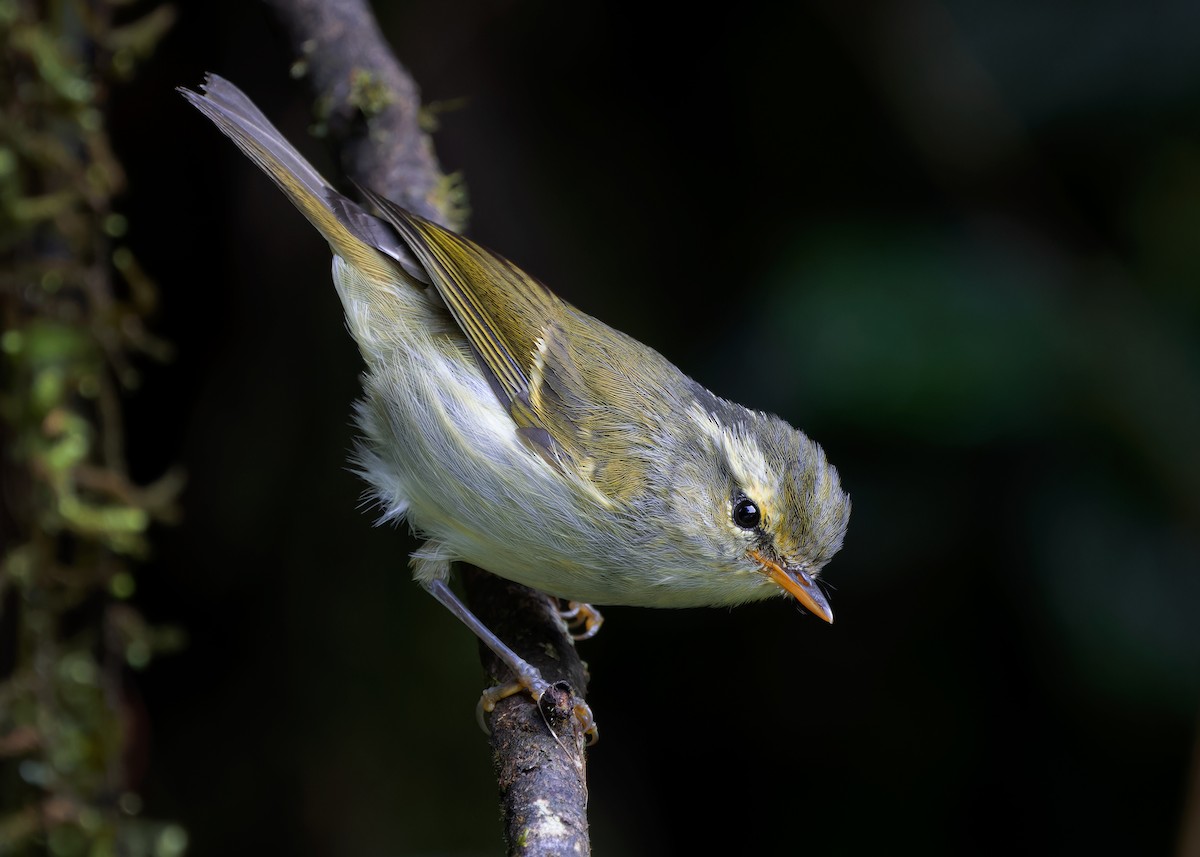 Davison's Leaf Warbler - ML621467563