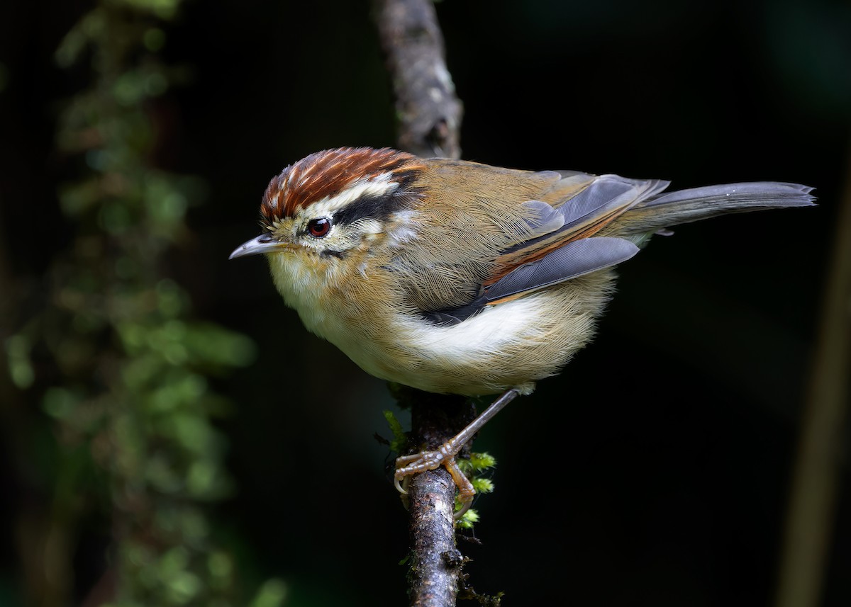 Rufous-winged Fulvetta - ML621467587