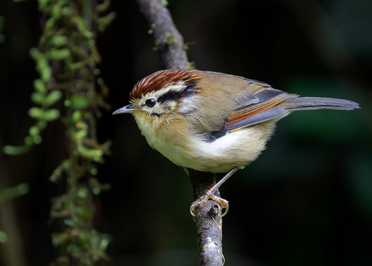 Rufous-winged Fulvetta - ML621467588