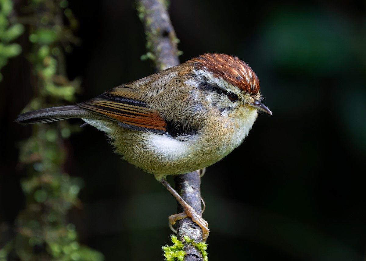 Rufous-winged Fulvetta - ML621467589