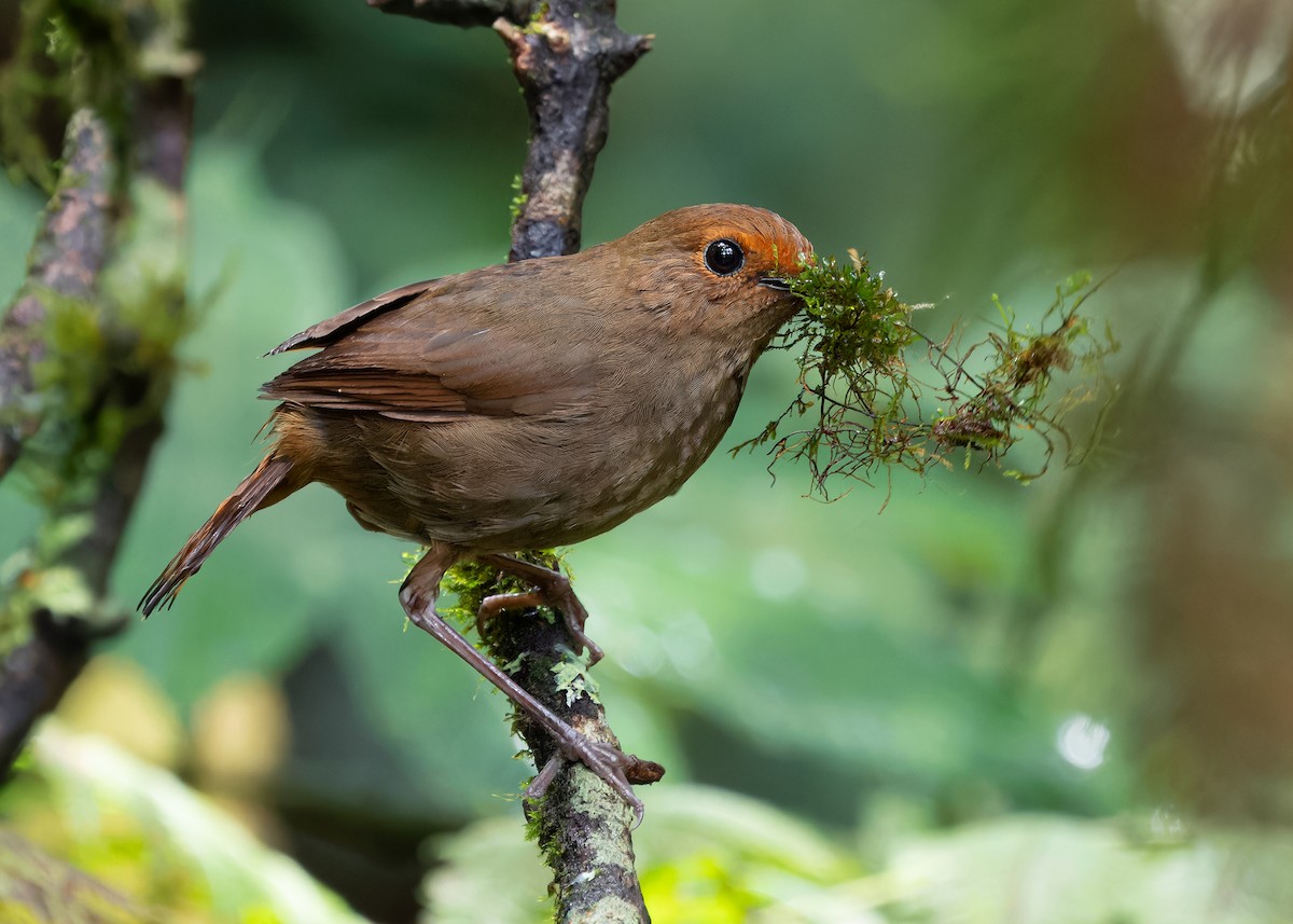 Himalayan Shortwing - ML621467601