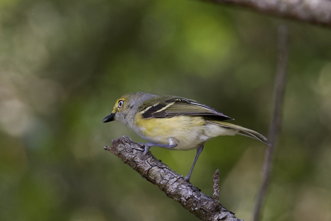 White-eyed Vireo - Ted Burkett