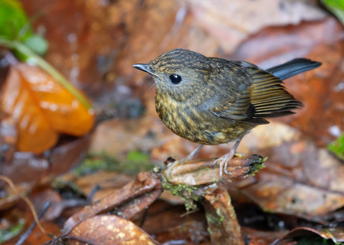 Snowy-browed Flycatcher - ML621467612