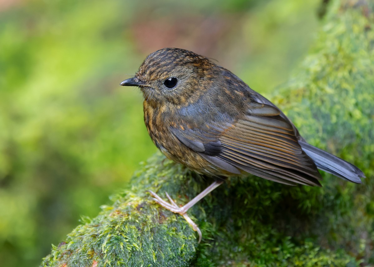 Snowy-browed Flycatcher - Ayuwat Jearwattanakanok