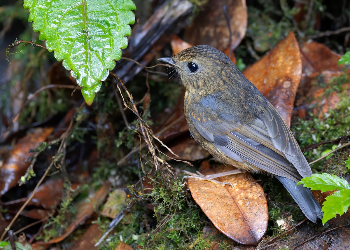 Snowy-browed Flycatcher - ML621467615