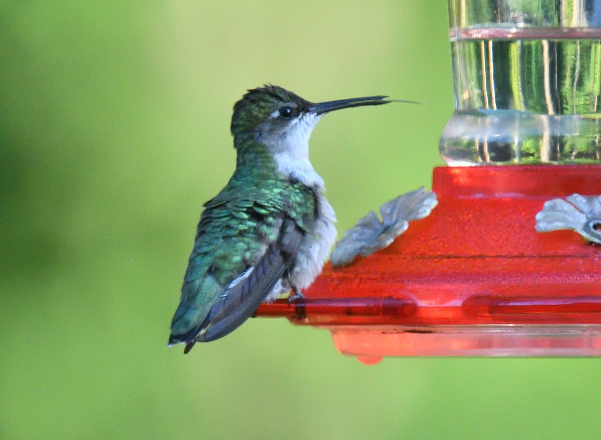 Ruby-throated Hummingbird - Dominic Sherony