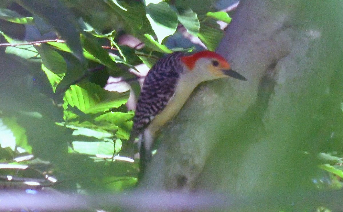 Red-bellied Woodpecker - ML621467732