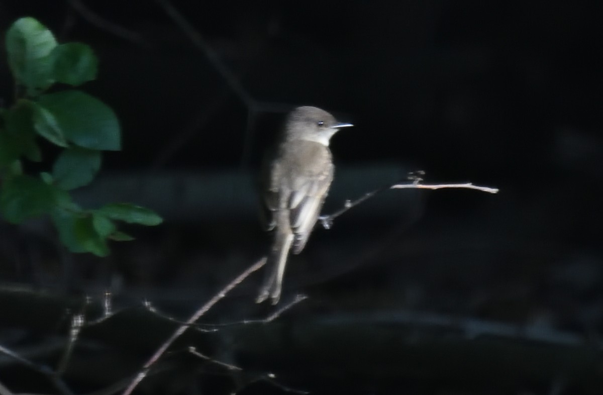 Eastern Wood-Pewee - Dominic Sherony