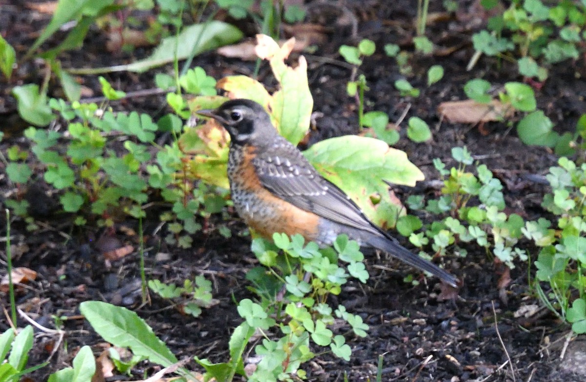 American Robin - Dominic Sherony