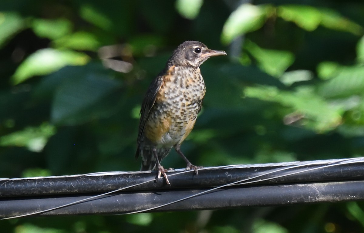 American Robin - Dominic Sherony