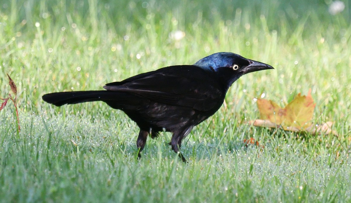 Common Grackle - Dominic Sherony