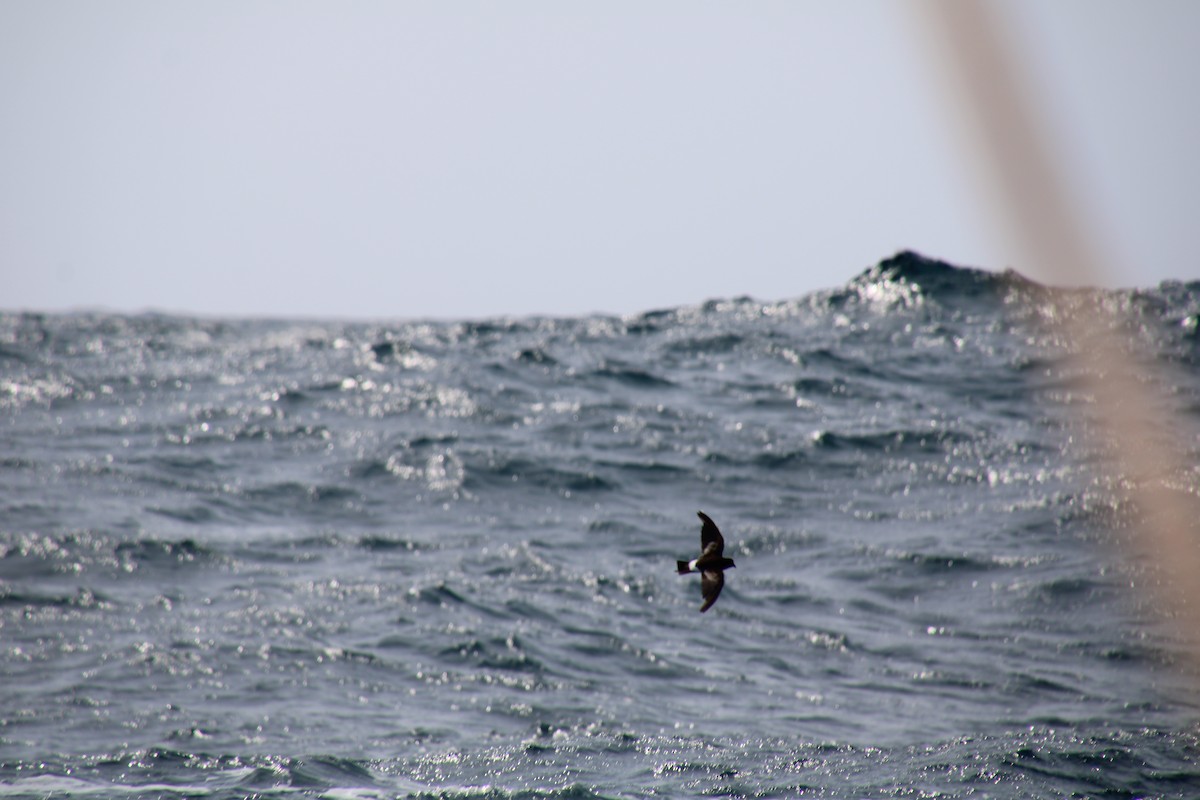 Wilson's Storm-Petrel - María Tarín Sancho