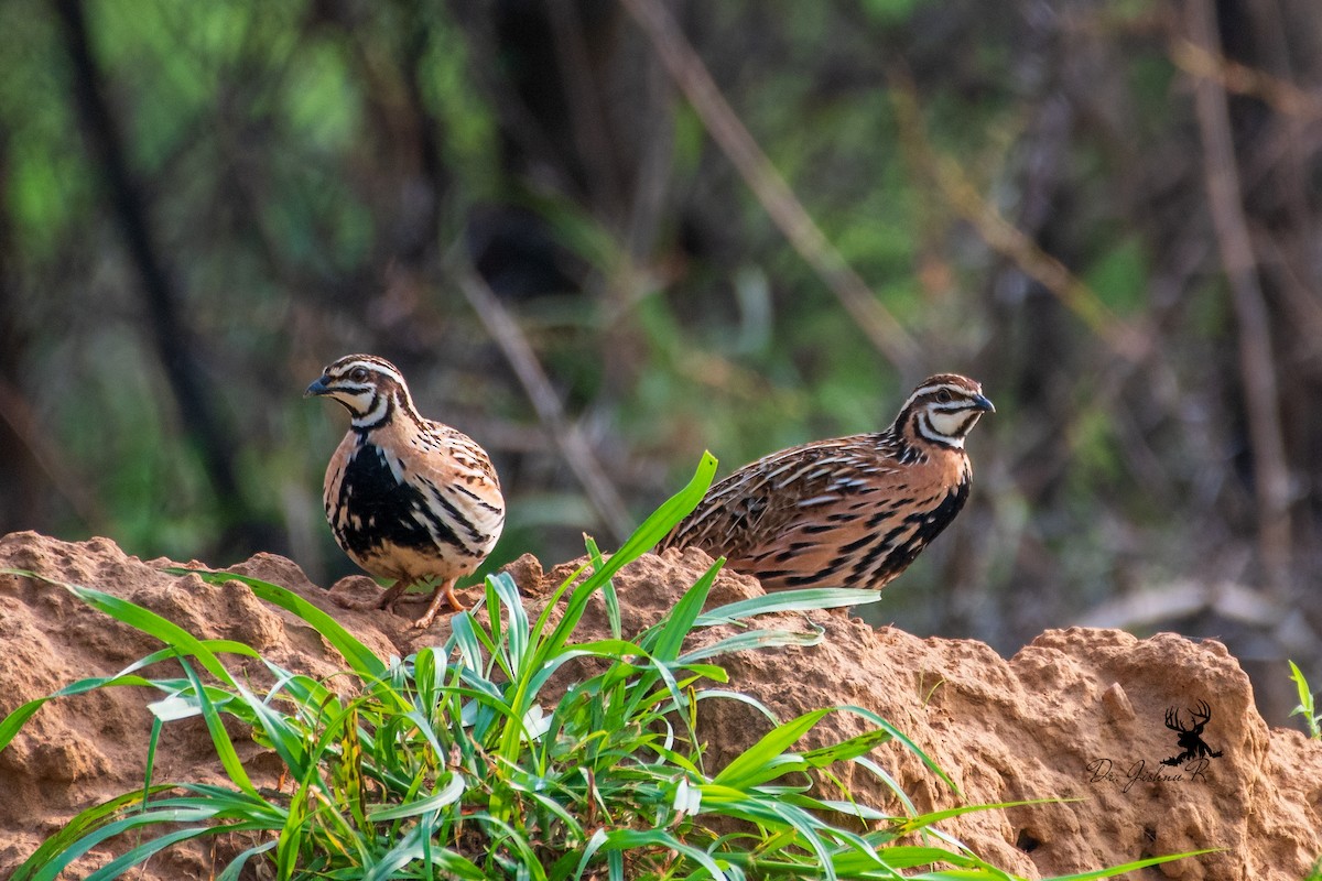 Rain Quail - ML621468101