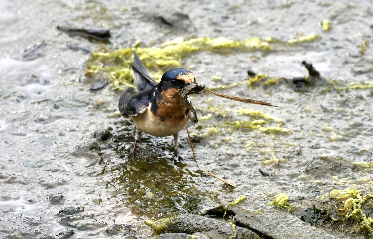 Barn Swallow - ML621468123