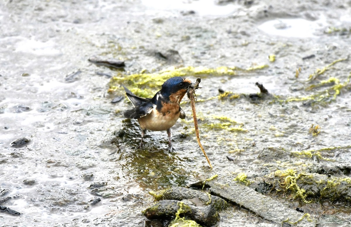 Barn Swallow - ML621468134