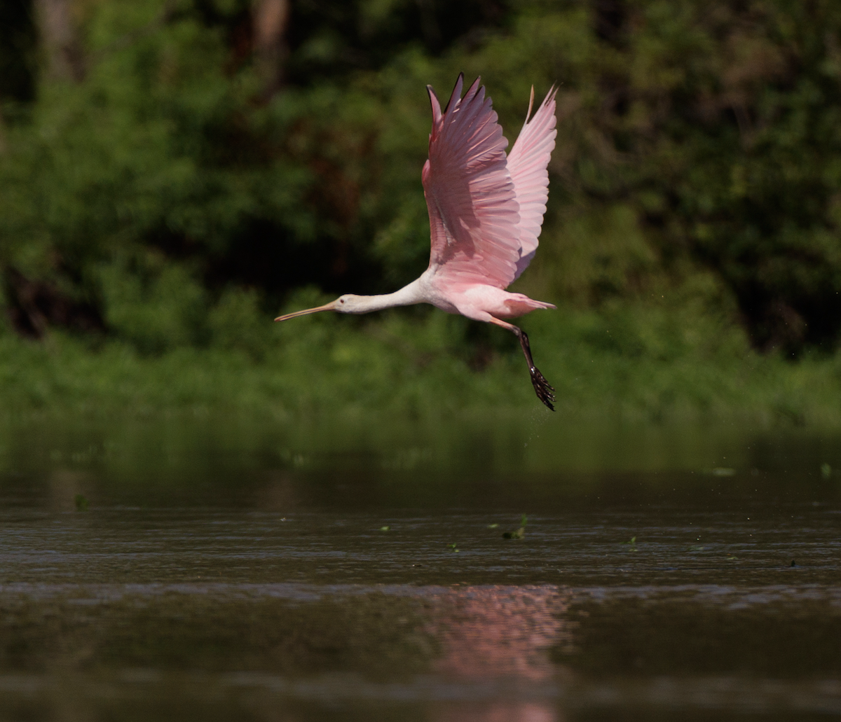 rosenskjestork - ML621468279