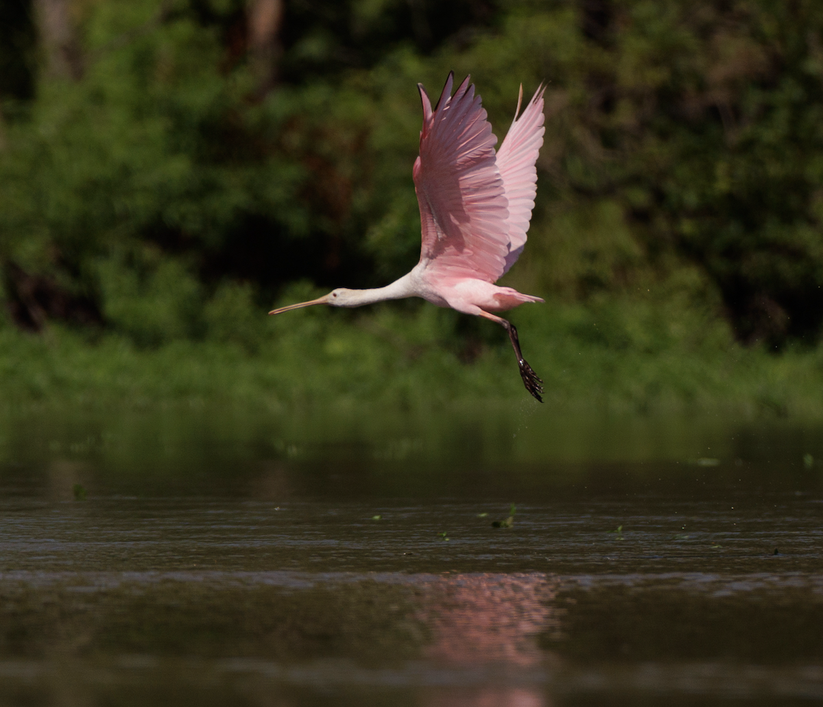 Roseate Spoonbill - Ian McDonald