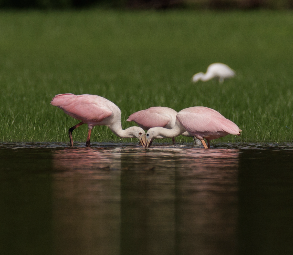 rosenskjestork - ML621468280
