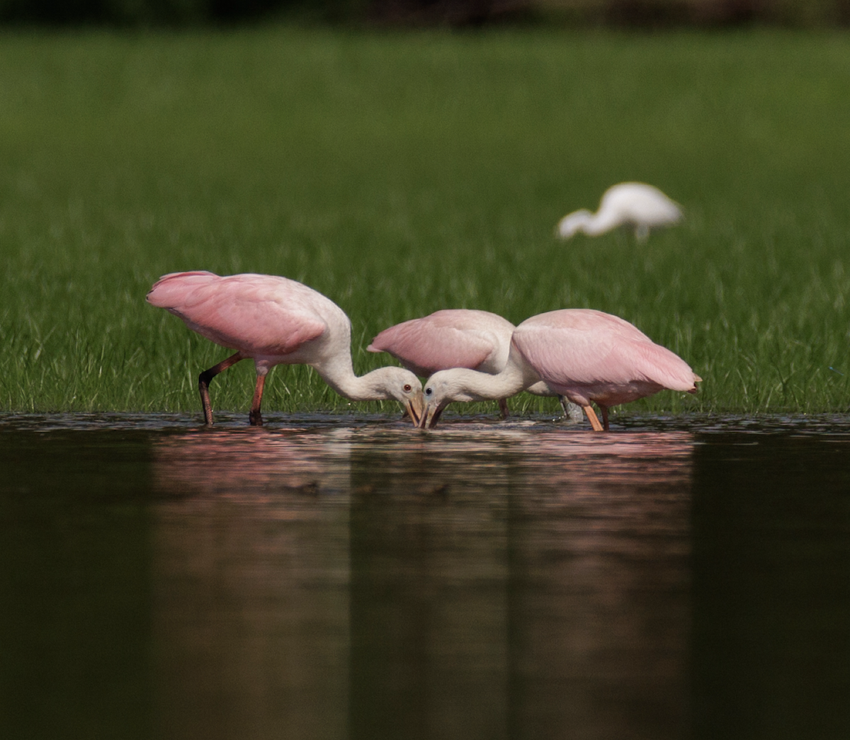 Roseate Spoonbill - ML621468280