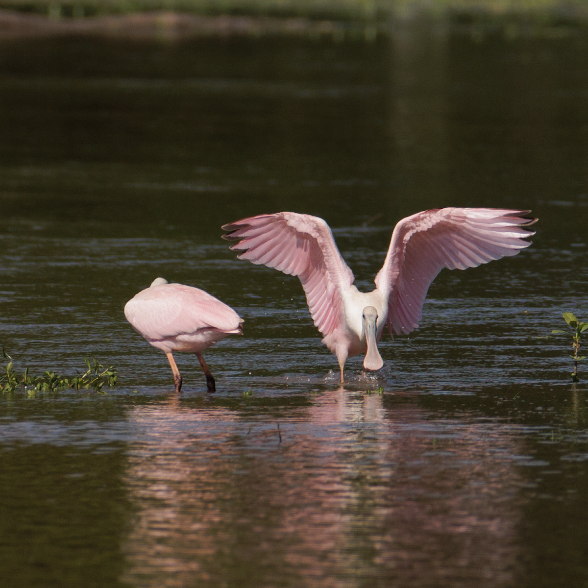 rosenskjestork - ML621468281