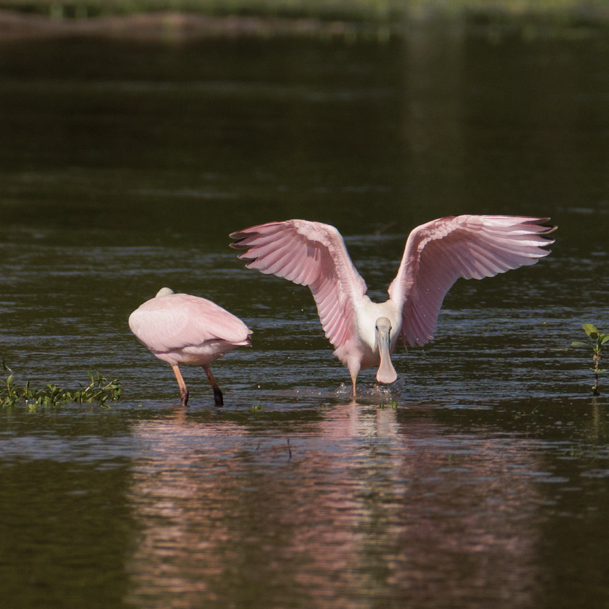 Roseate Spoonbill - ML621468281