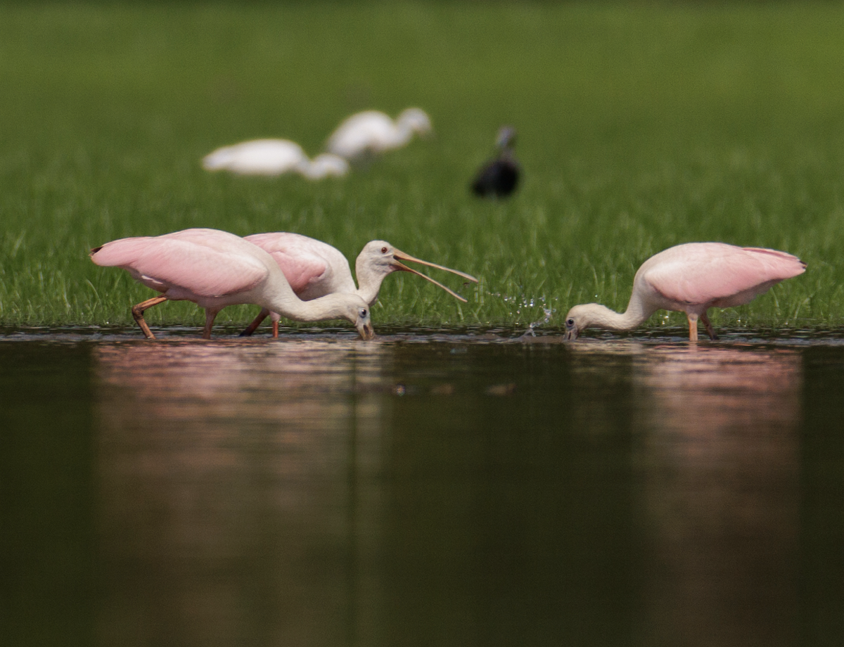 rosenskjestork - ML621468282