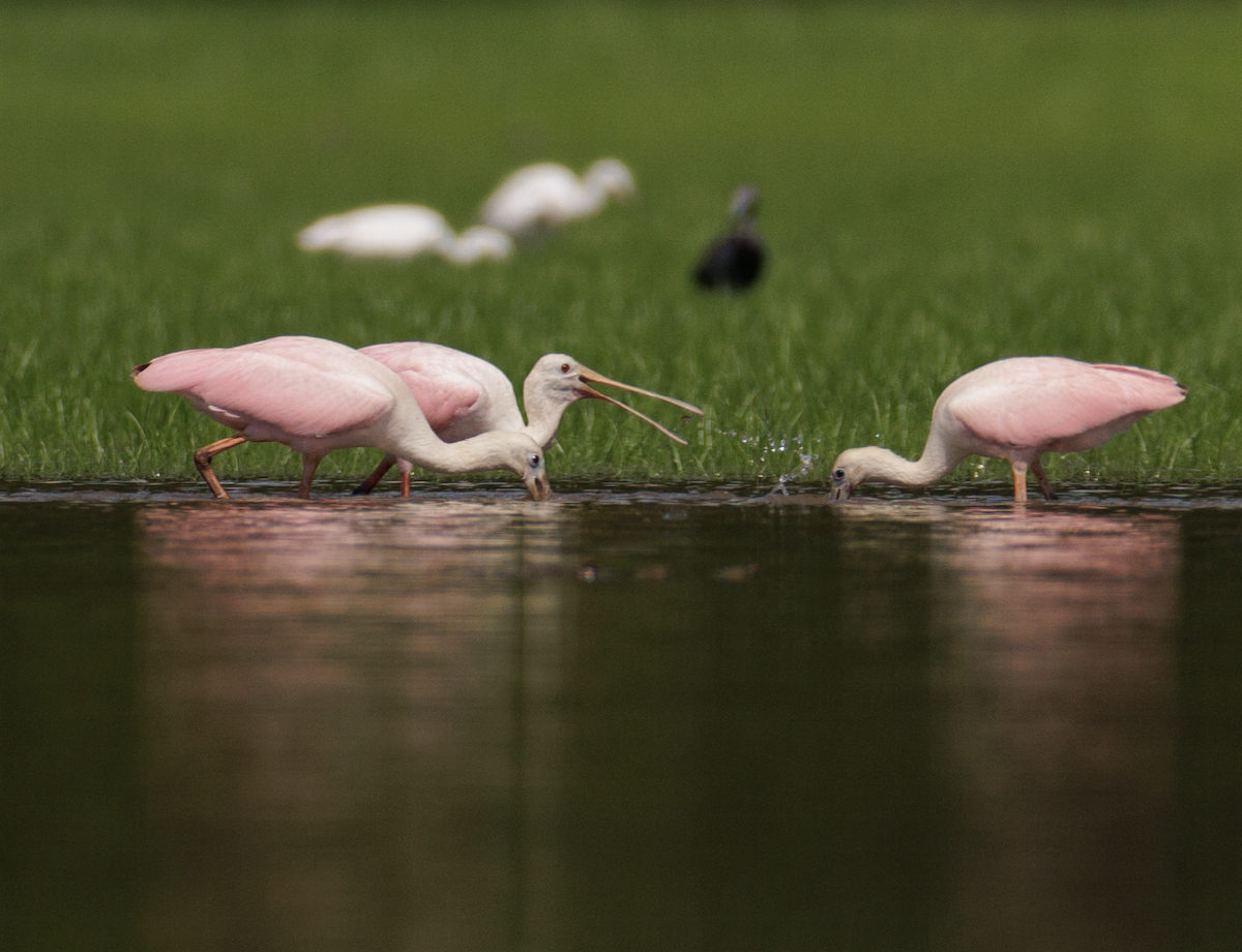 Roseate Spoonbill - ML621468282