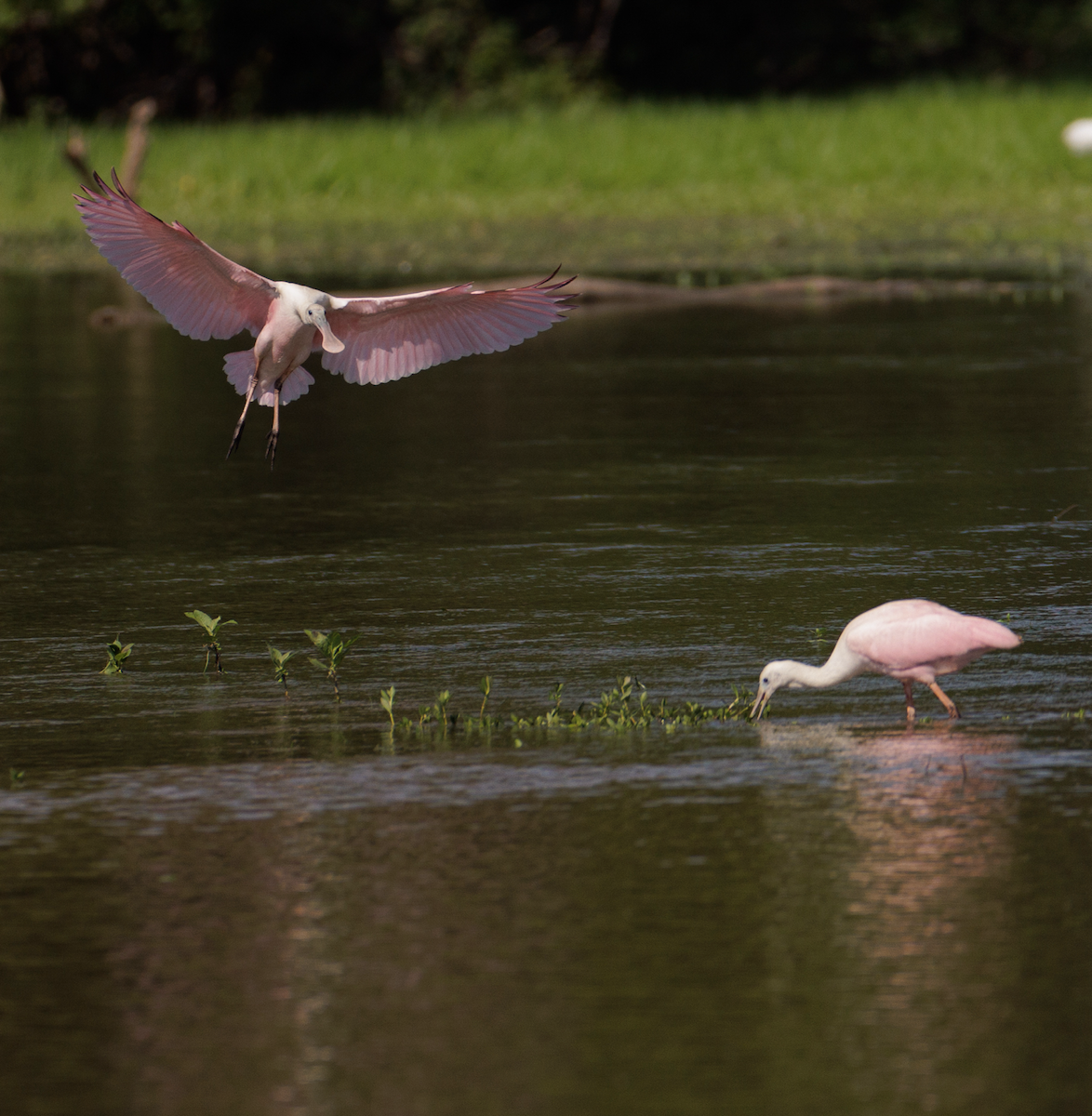 Roseate Spoonbill - ML621468283