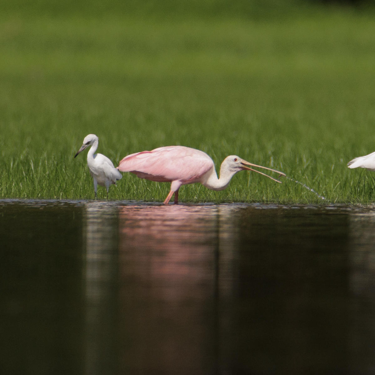 rosenskjestork - ML621468284