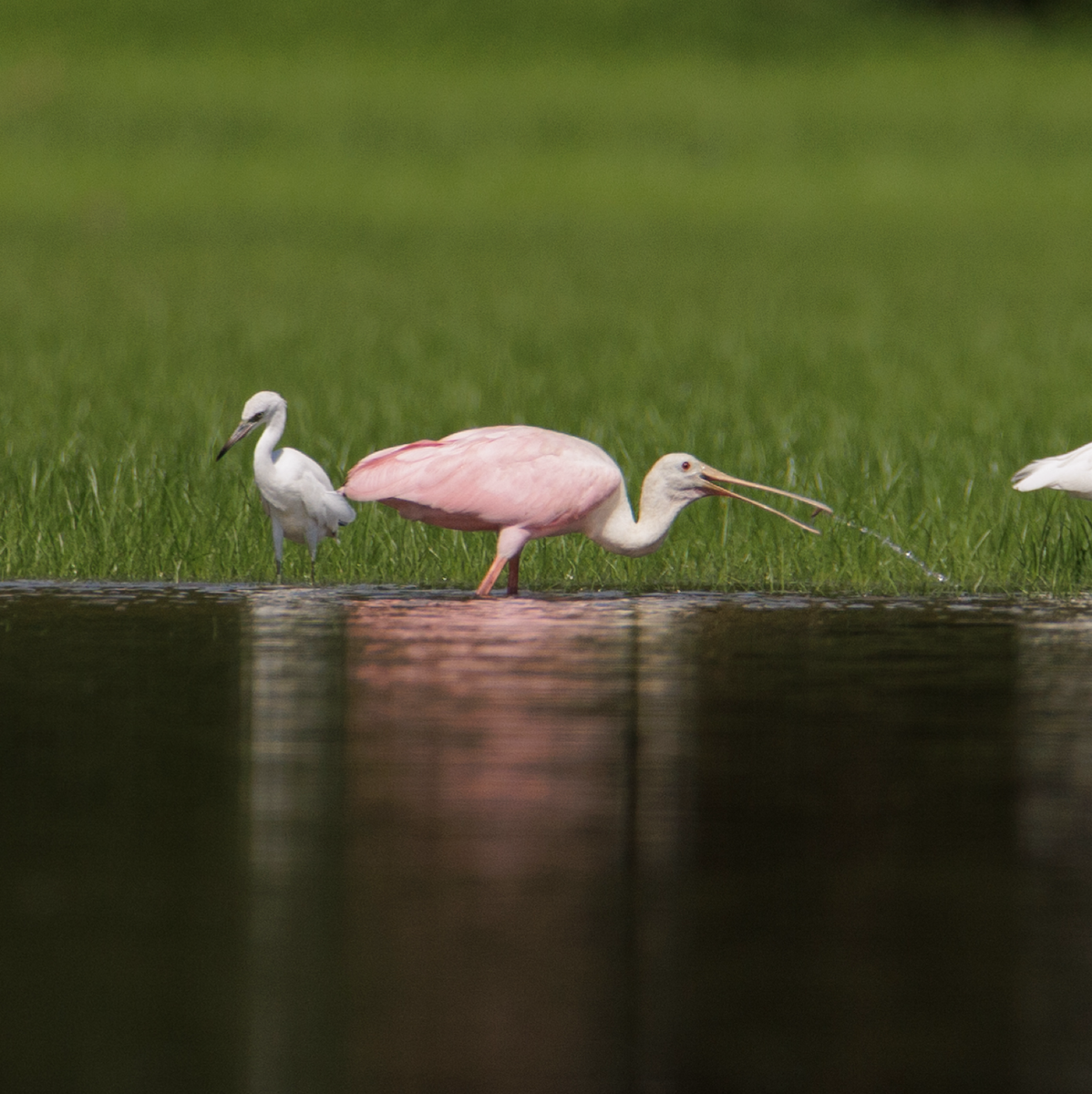 Roseate Spoonbill - Ian McDonald