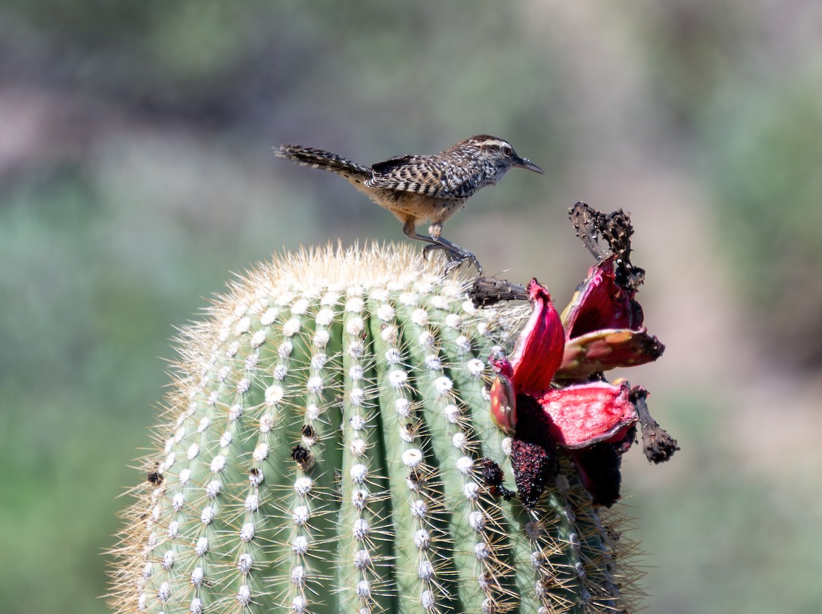 Cactus Wren - ML621468289